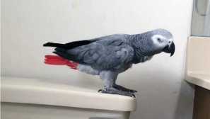 Jako papoušek jaco se stal chůvou za hodinu